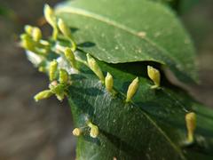 Eriophyes cerasicrumena