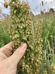 Rumex occidentalis
