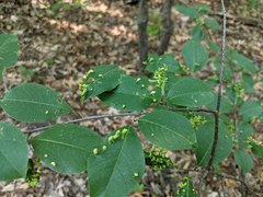 Eriophyes cerasicrumena