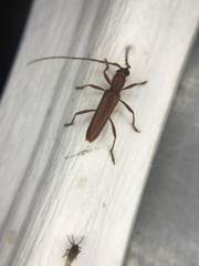 Aneflomorpha seminuda