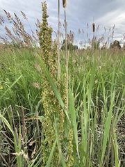 Rumex occidentalis