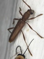 Aneflomorpha seminuda