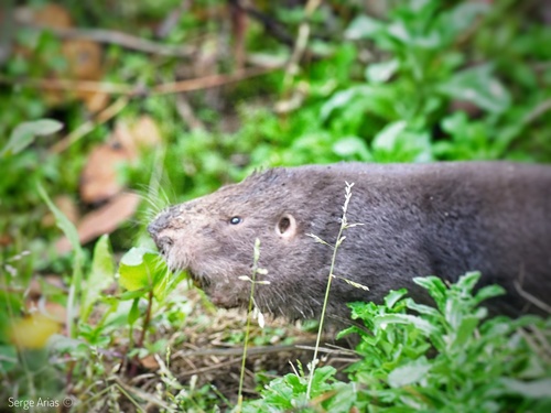 Variable Pocket Gopher (Orthogeomys heterodus), listed as Least Concern on the IUCN Red List