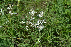 Clematis lathyrifolia