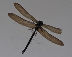 Gynacantha subinterrupta