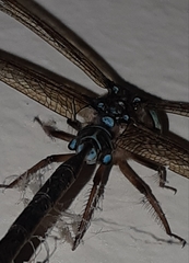 Gynacantha subinterrupta