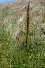Aciphylla subflabellata