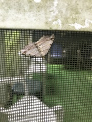 Macaria multilineata