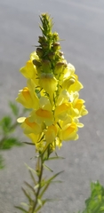 Linaria vulgaris