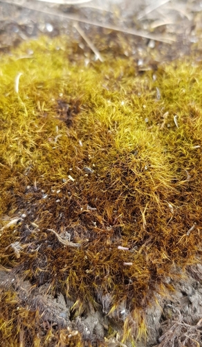 Image of Flexitrichum gracile by (c) Helen Waterman, some rights reserved (CC BY)
