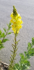 Linaria vulgaris