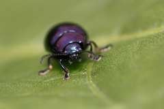 Chrysolina geminata