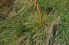 Aciphylla subflabellata