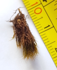 Flexitrichum gracile