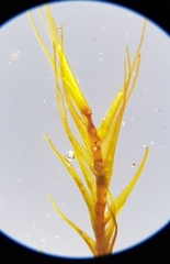 Flexitrichum gracile