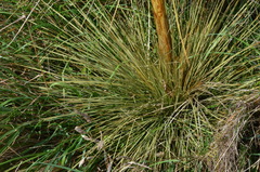 Aciphylla subflabellata