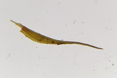 Flexitrichum gracile