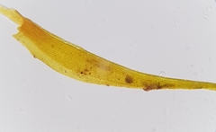 Flexitrichum gracile