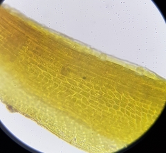 Flexitrichum gracile