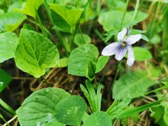 Viola palustris