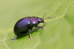 Chrysolina geminata