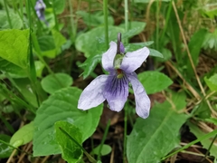 Viola palustris