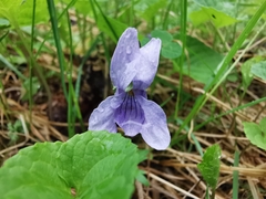 Viola palustris