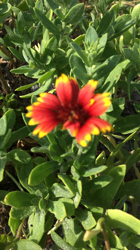 Gaillardia pulchella image