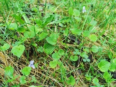 Viola palustris