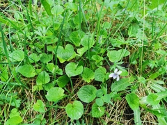 Viola palustris