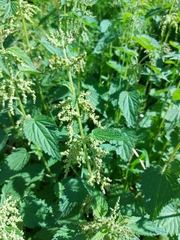 Urtica dioica