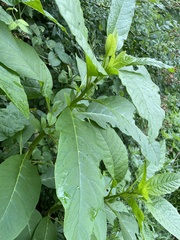 Phytolacca americana