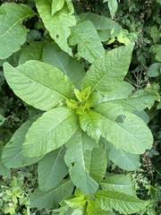 Phytolacca americana