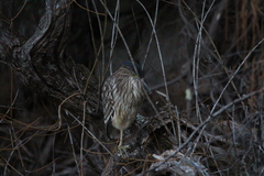 Nycticorax caledonicus