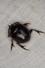Onthophagus ferox