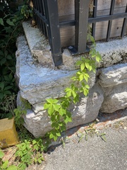 Parthenocissus quinquefolia
