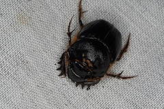 Onthophagus ferox