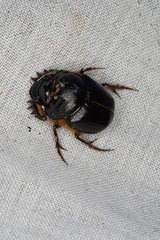 Onthophagus ferox