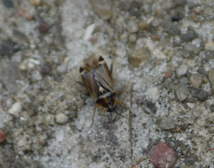 Harpocera thoracica