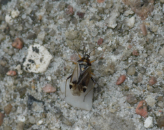 Harpocera thoracica