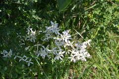 Clematis lathyrifolia