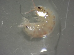 Arcitalitrus sylvaticus