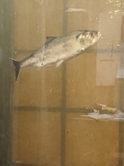Alosa sapidissima