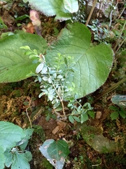 Buxus colchica