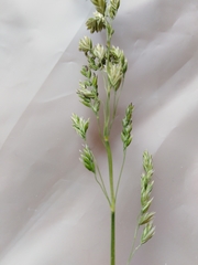 Poa humilis