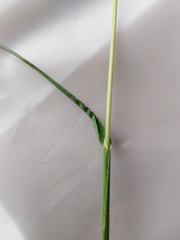 Poa humilis