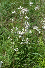 Clematis lathyrifolia