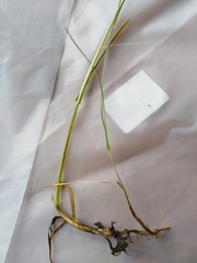 Poa humilis