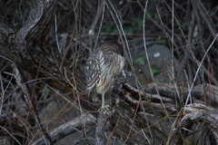 Nycticorax caledonicus