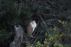 Nycticorax caledonicus